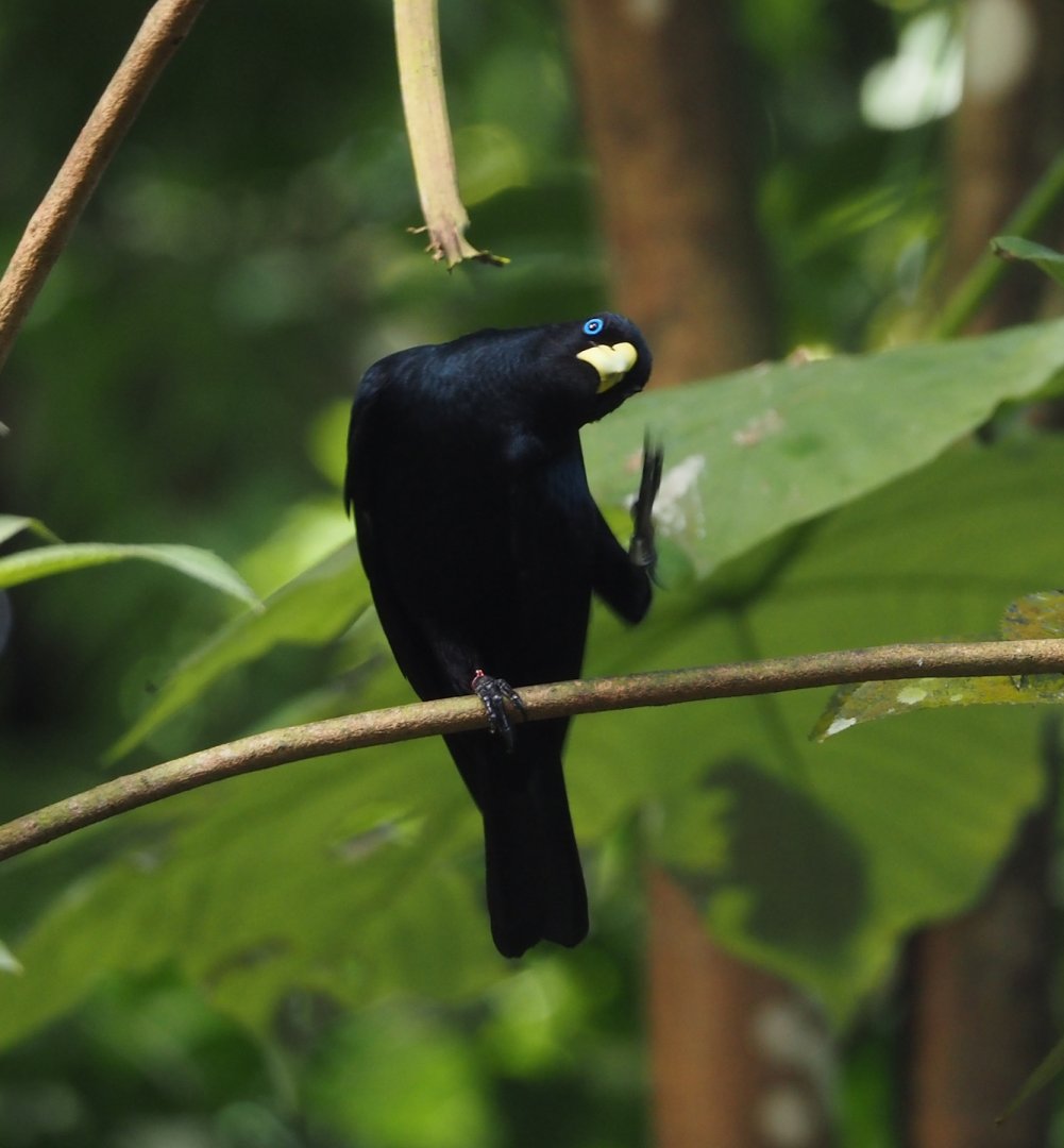 Red-rumped cacique (Cacicus haemorrhous), 2025-05-17