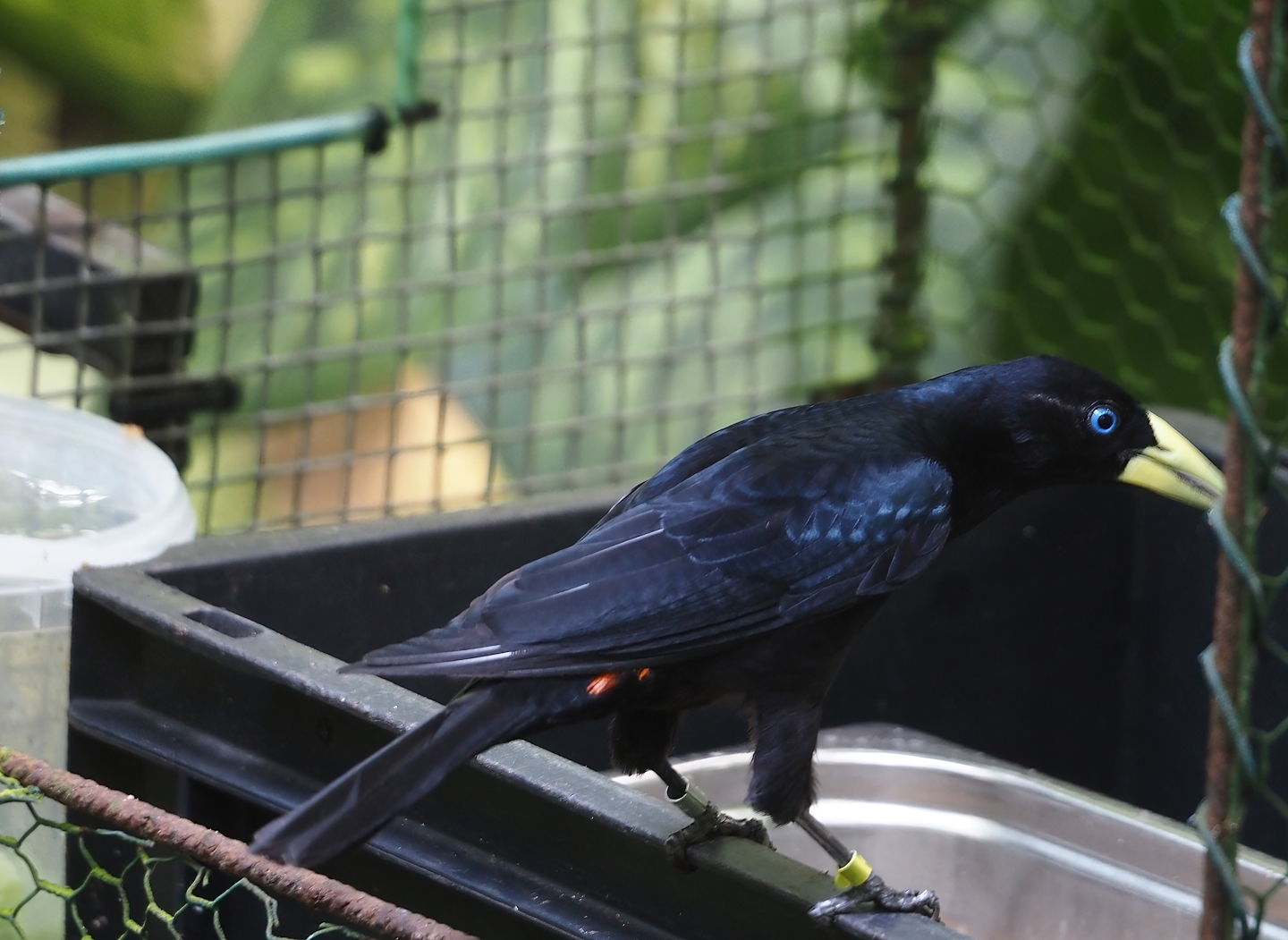 Red-rumped cacique (Cacicus haemorrhous), 2025-05-17