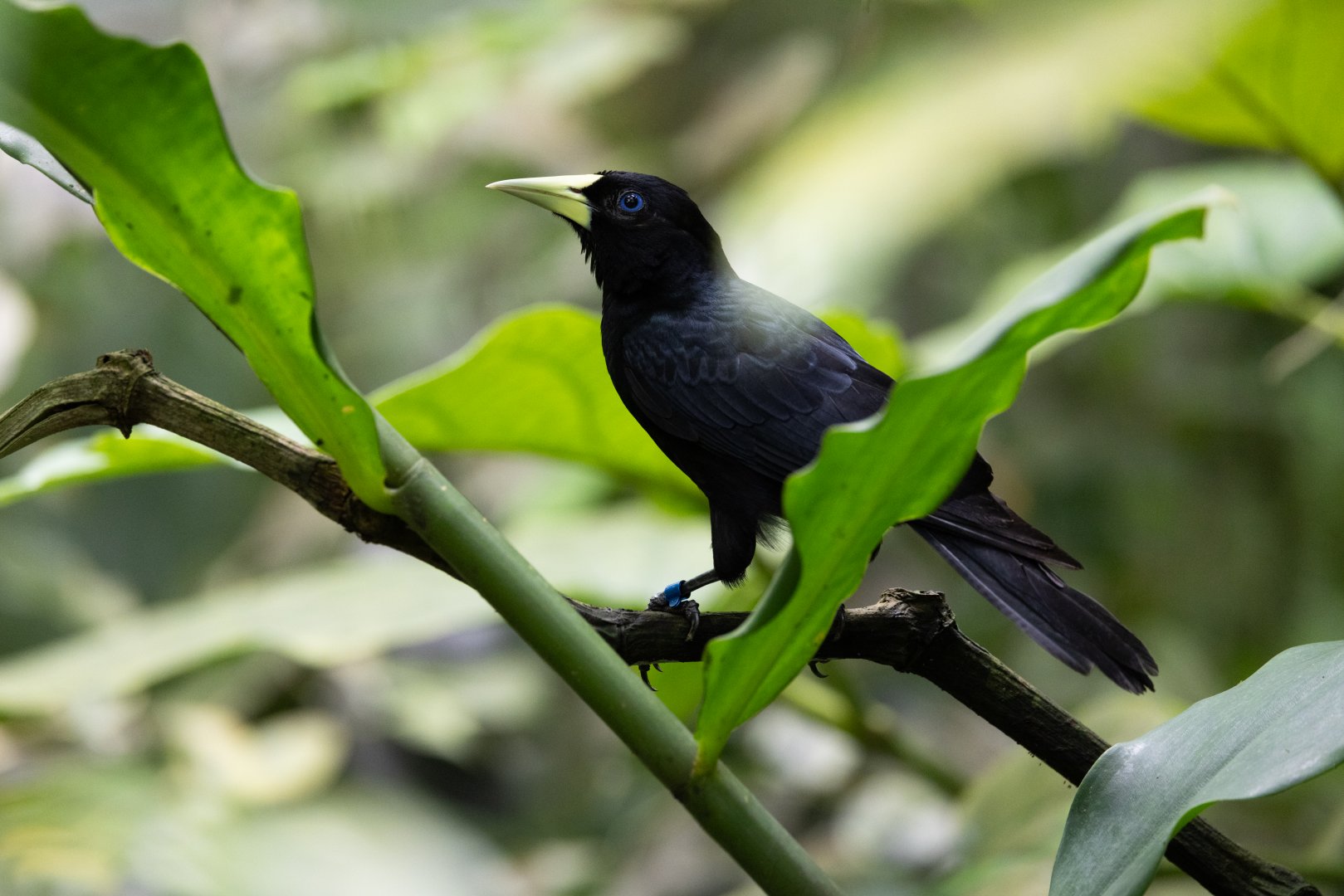 Red-rumped Cacique (Cacicus haemorrhous) - Bush