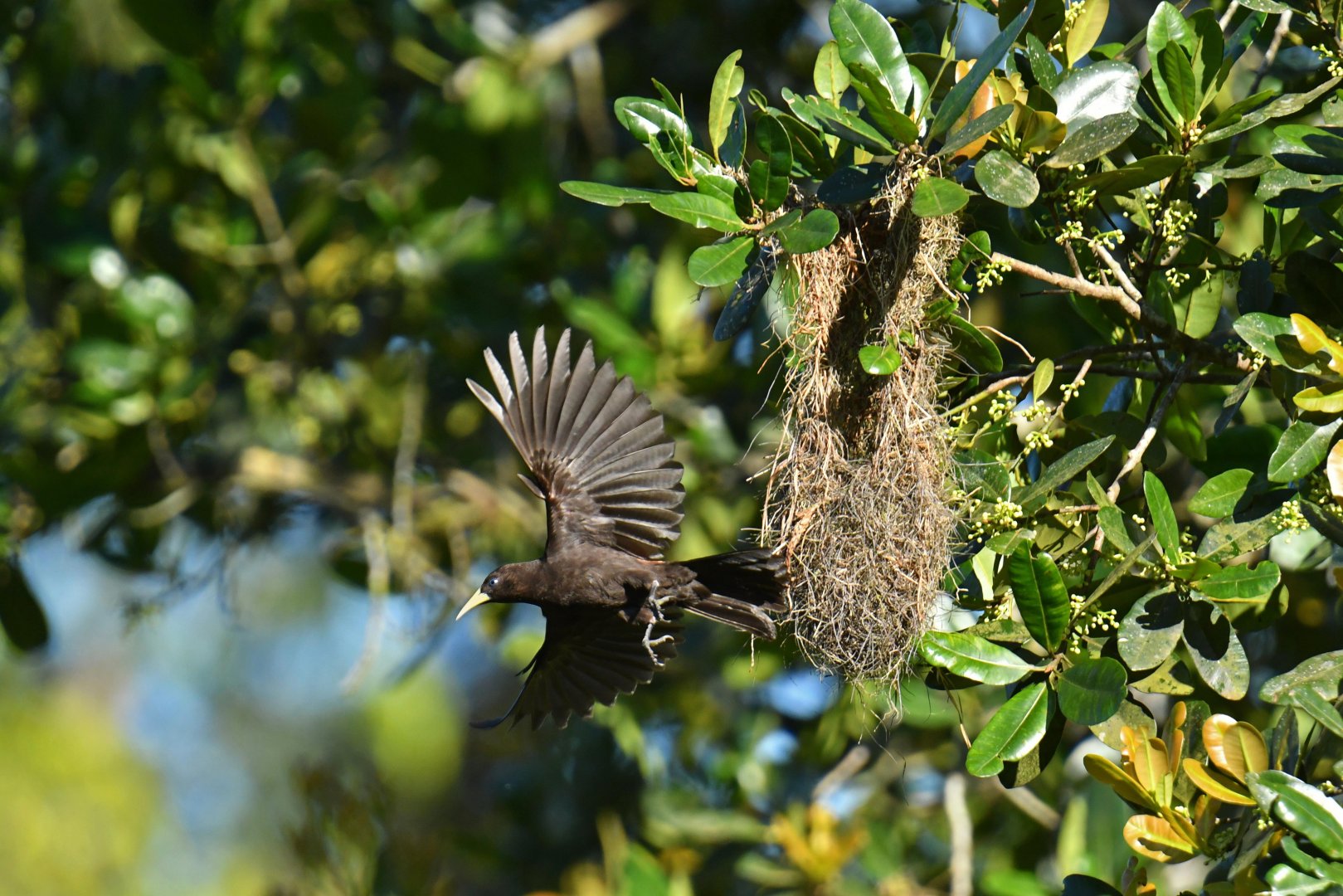 Red-rumped Cacique (Cacicus haemorrhous)