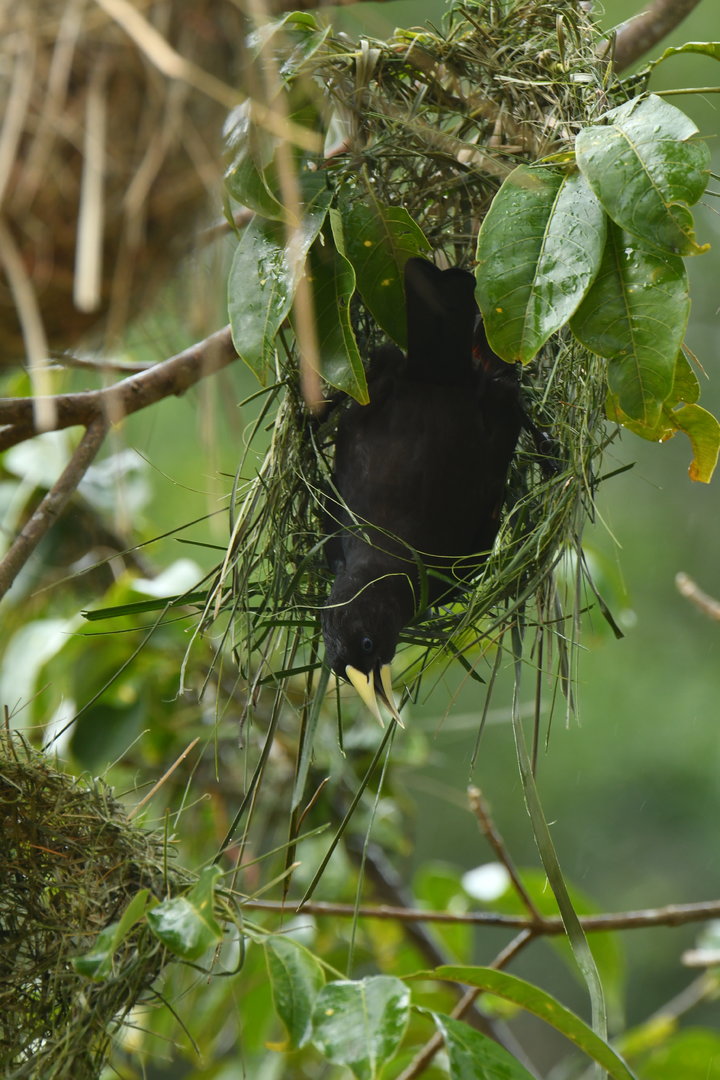 Red-rumped Cacique Cacicus haemorrhous