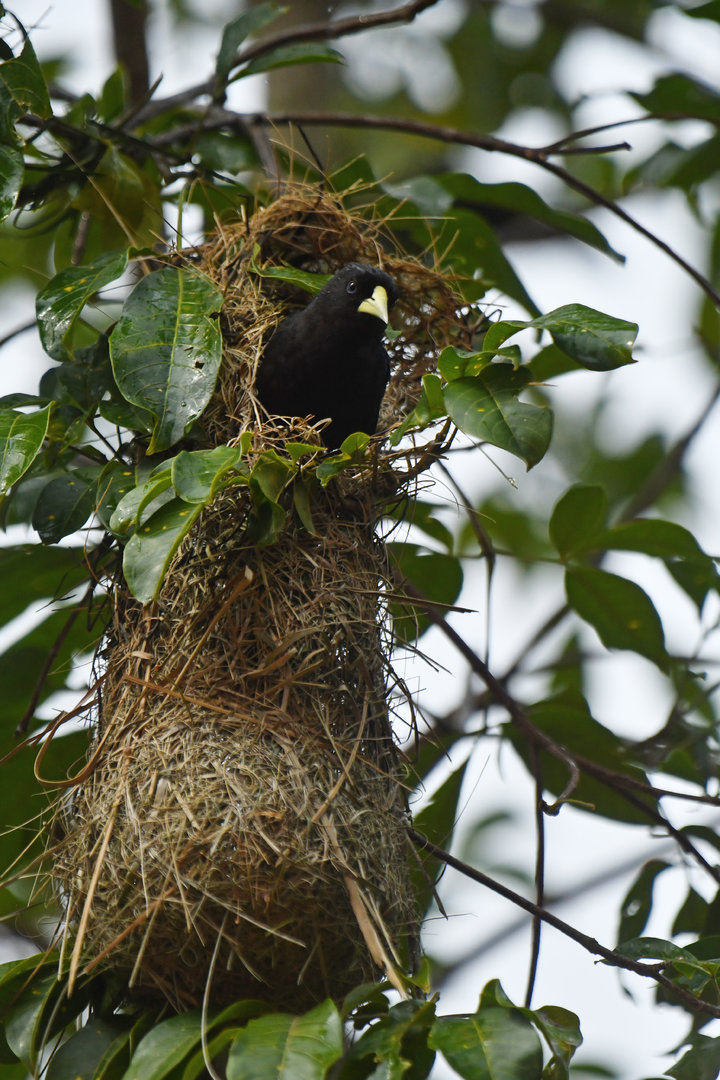 Red-rumped Cacique Cacicus haemorrhous