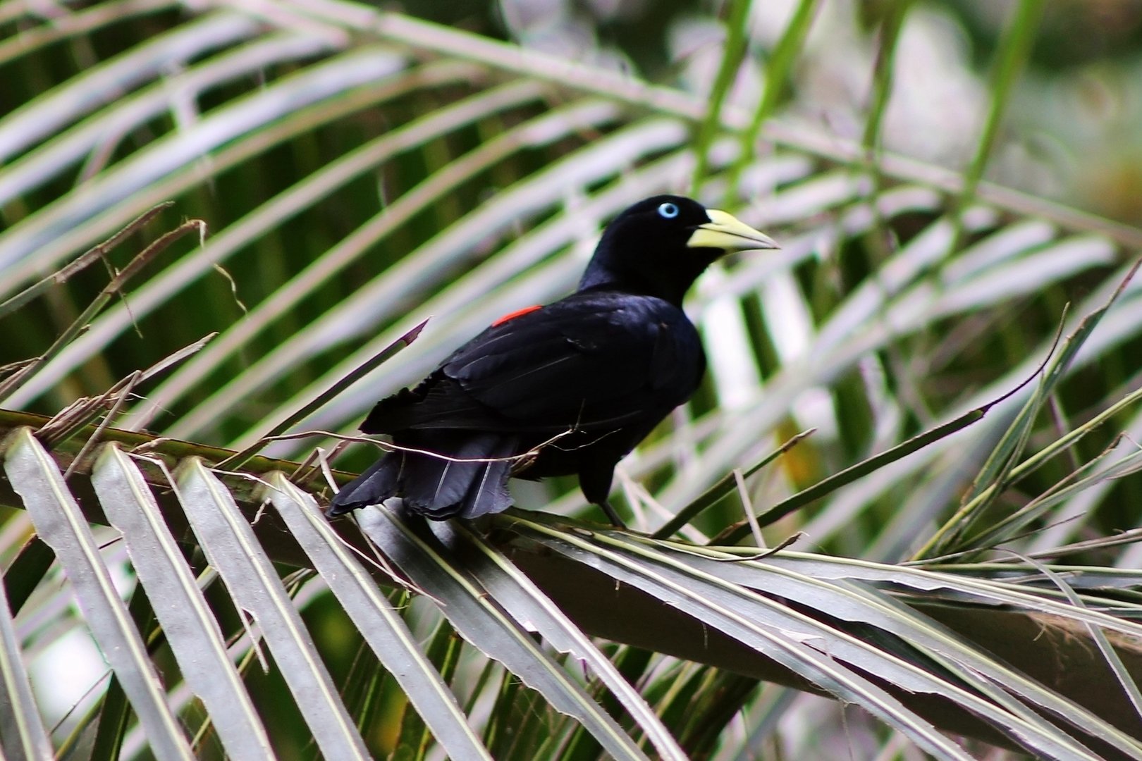 Red-rumped Cacique (Cacicus haemorrhous)