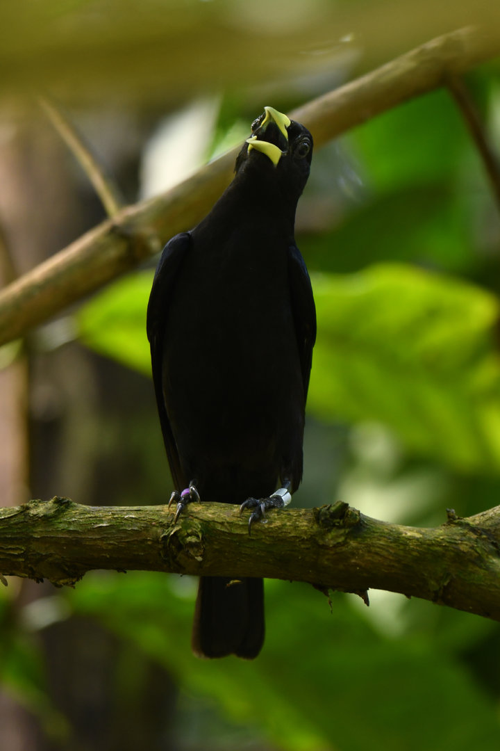 Red-rumped Cacique Cacicus haemorrhous