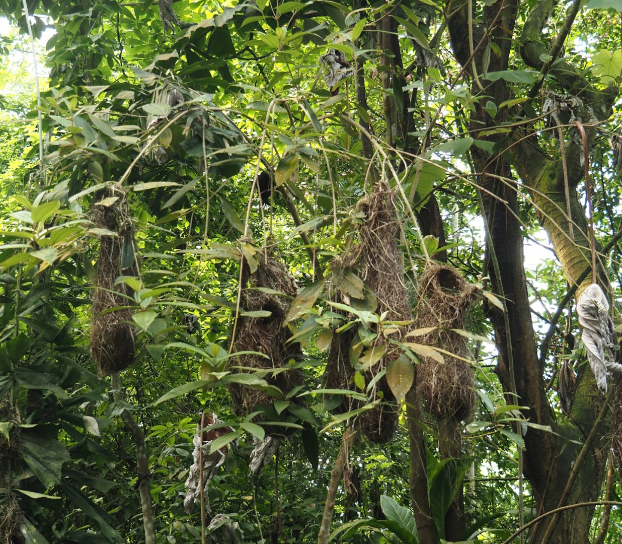 Red-rumped cacique nests, 2025-05-17