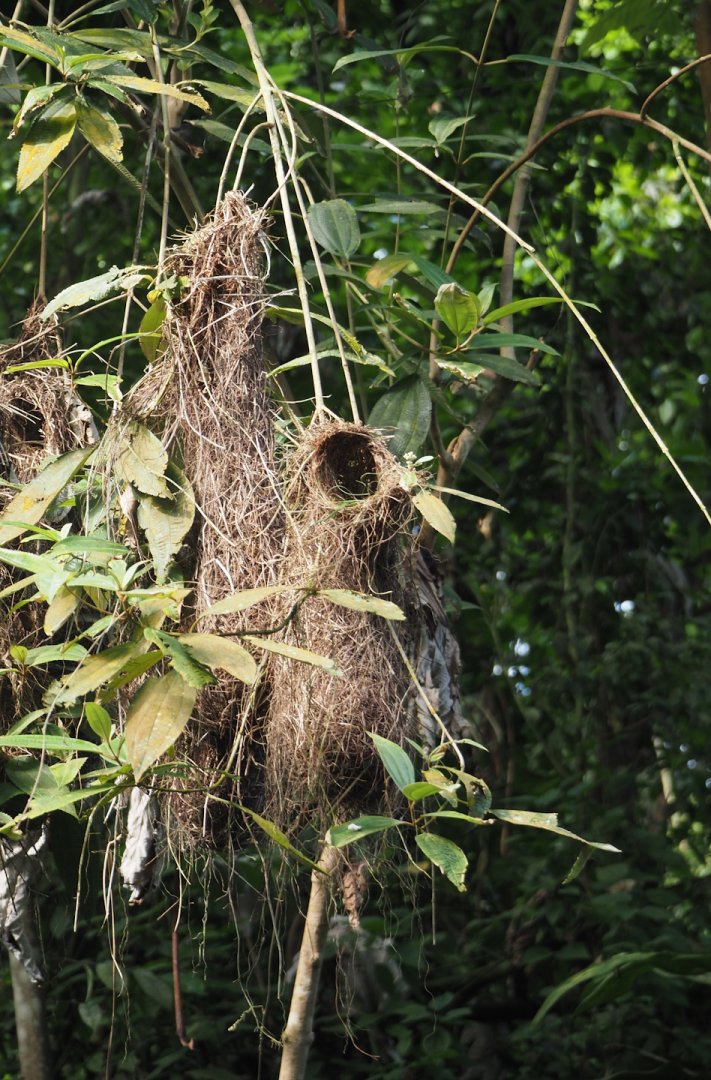 Red-rumped cacique nests, 2025-05-17