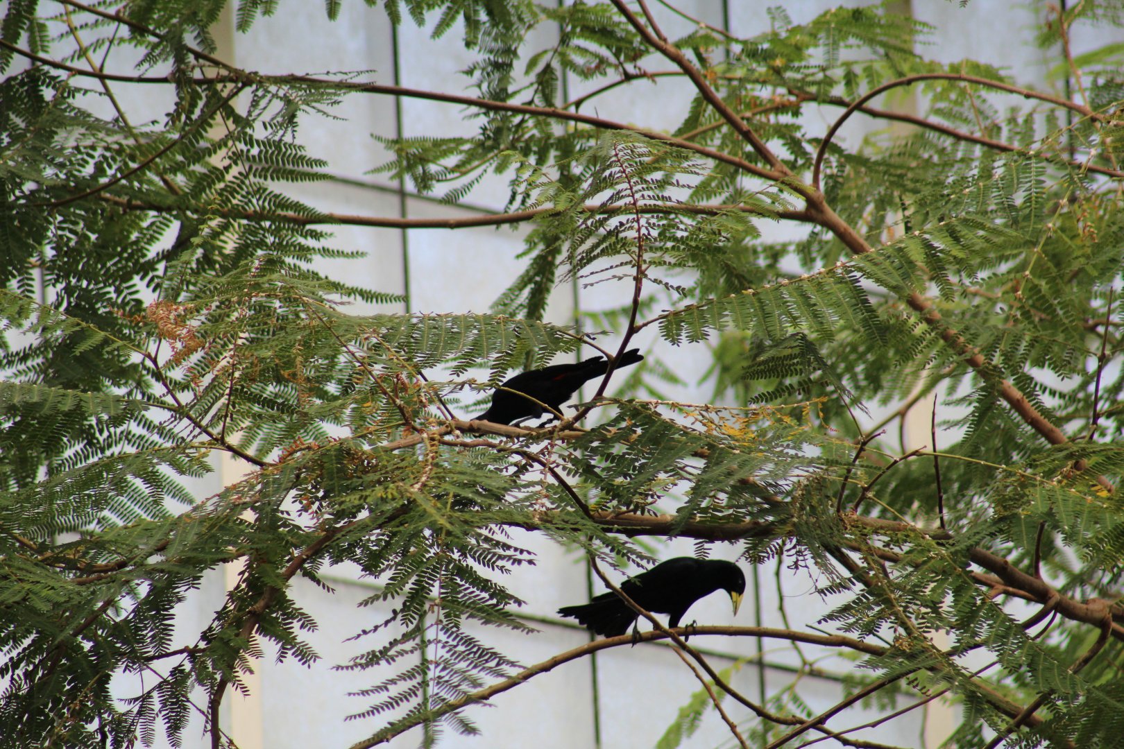Red-Rumped Caciques