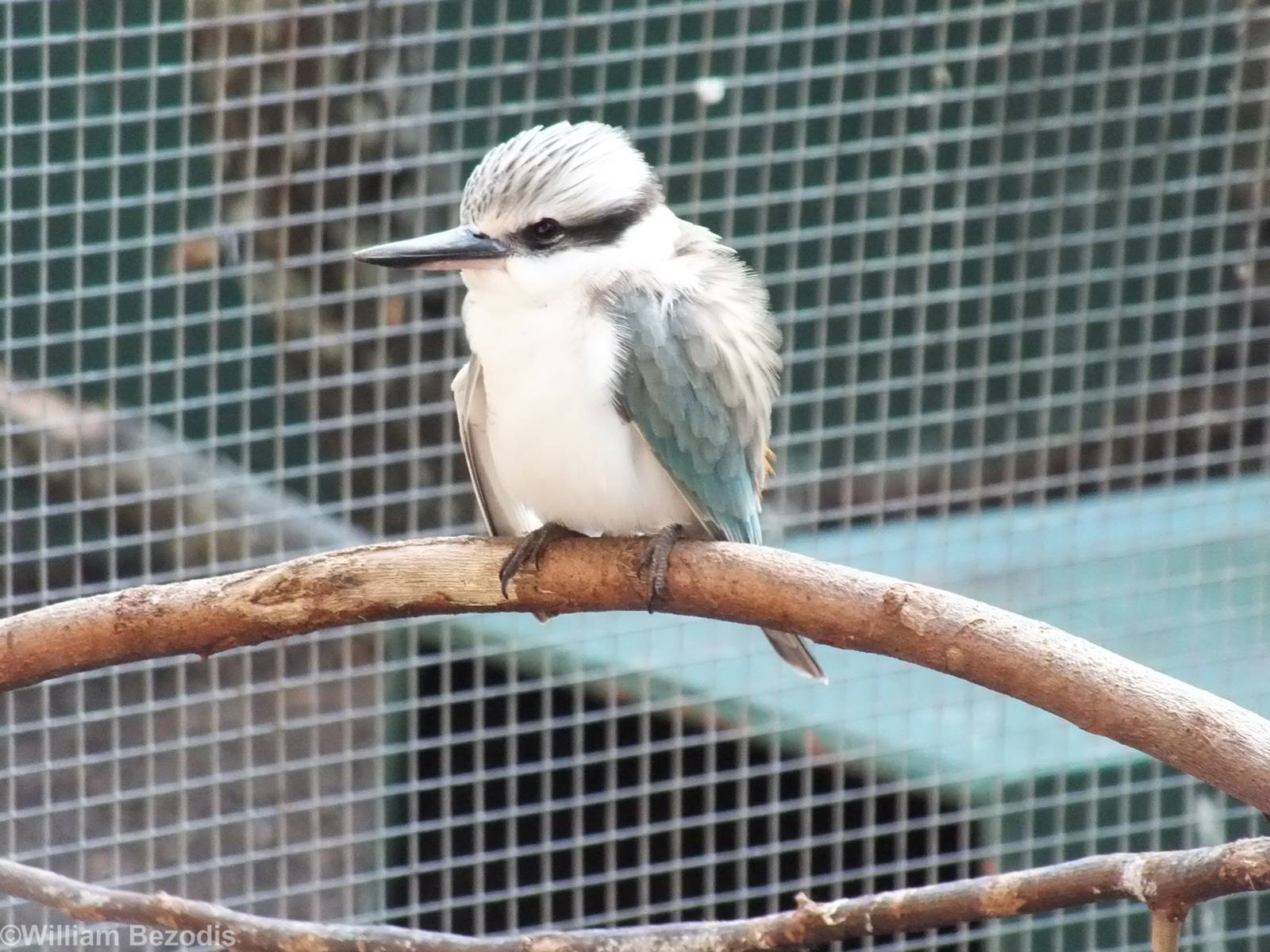 Red-rumped Kingfisher