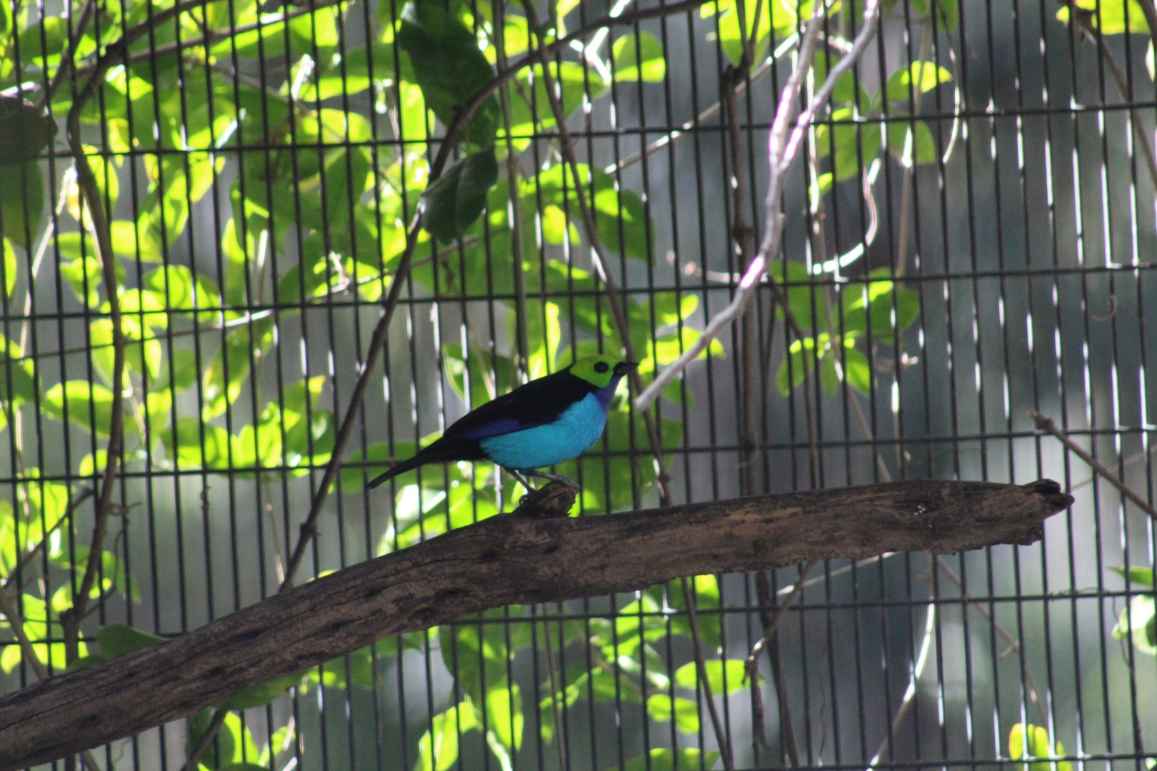 Red-Rumped Paradise Tanager