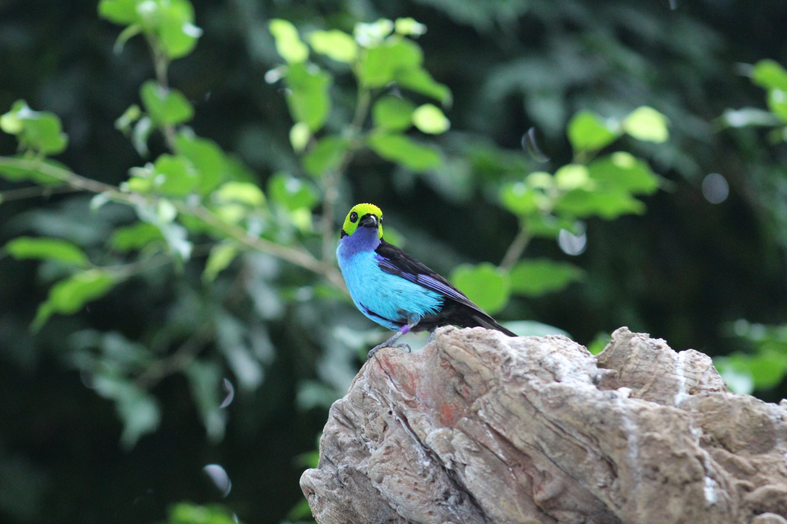 Red-Rumped Paradise Tanager
