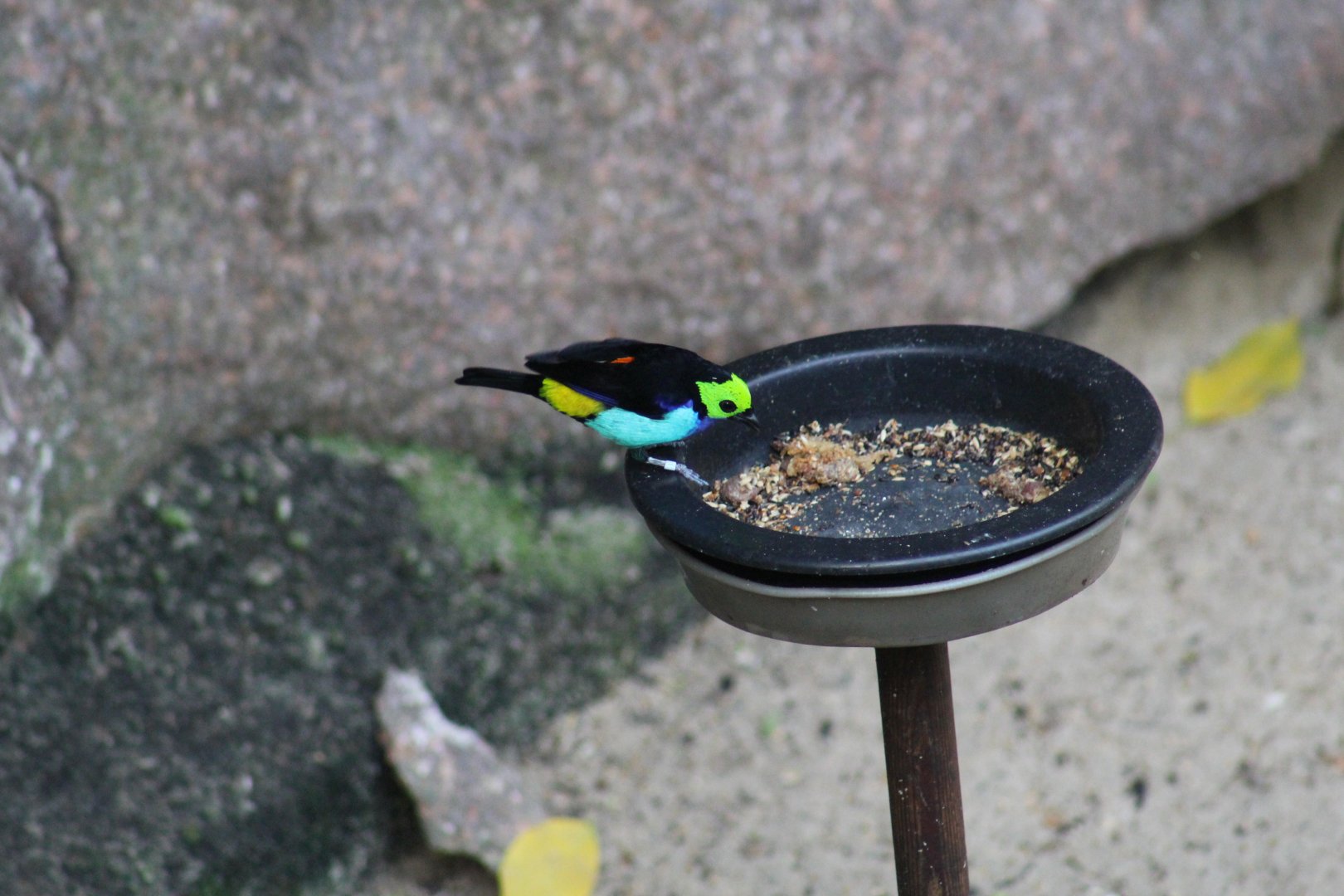 Red-Rumped Paradise Tanager