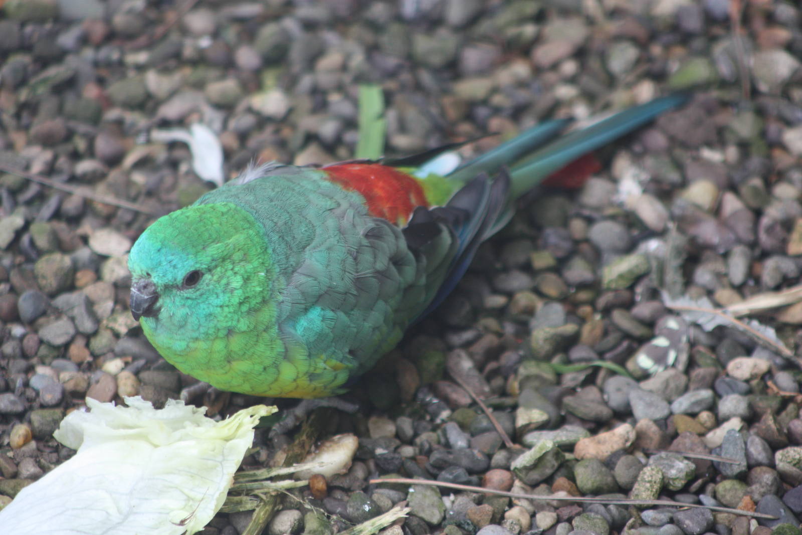 Red-rumped Parakeet, 21st August 2014