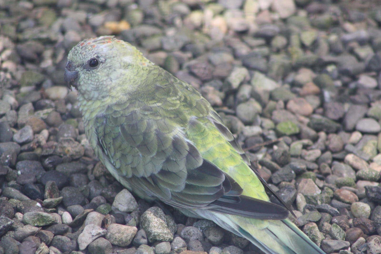 Red-rumped Parakeet, 24th July 2014
