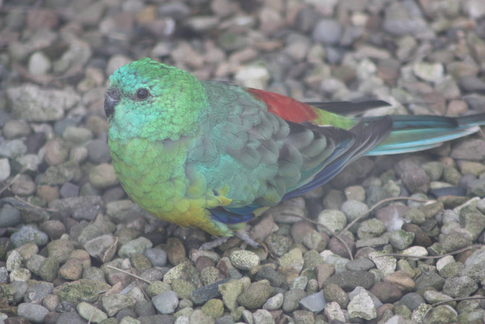 Red-rumped Parakeet, 24th July 2014
