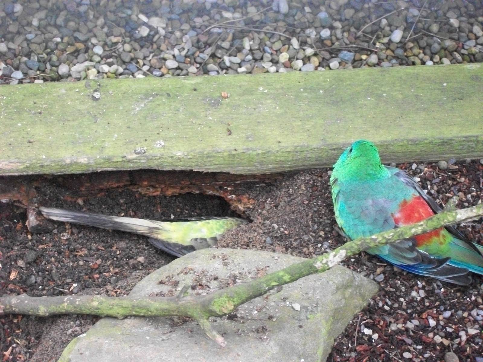 Red-rumped Parakeet excavations, 1st May 2014
