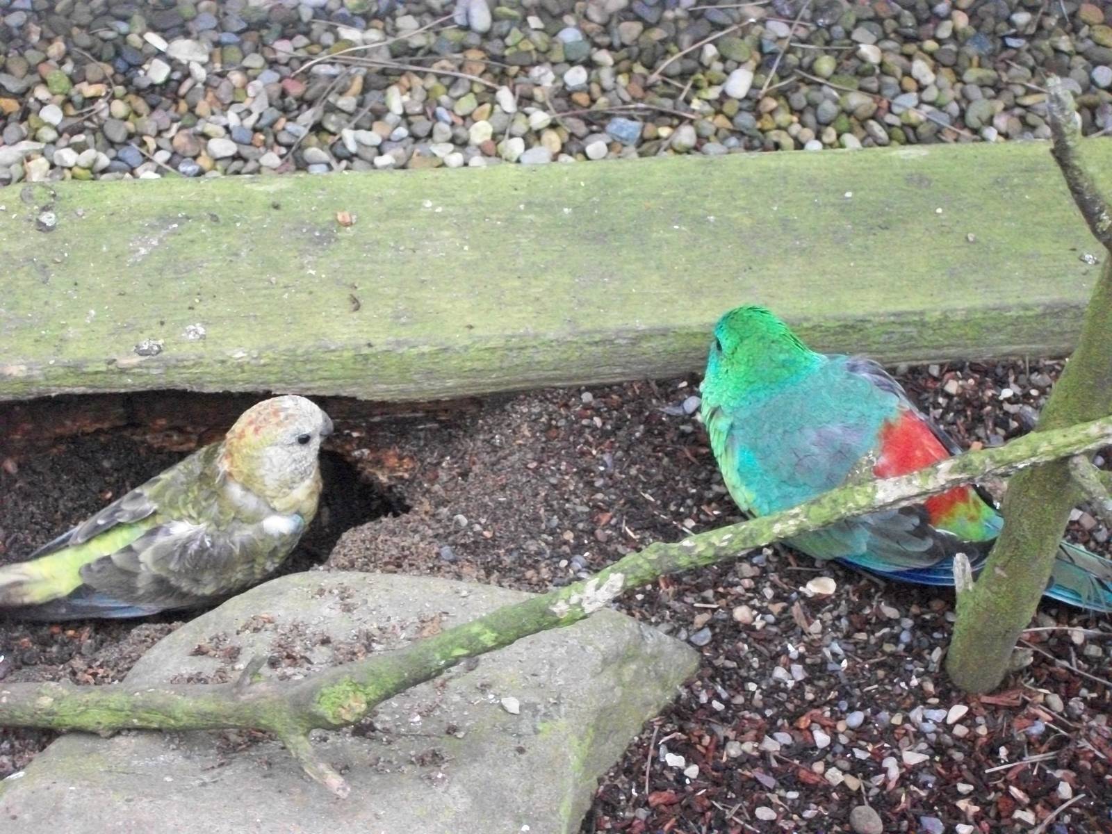 Red-rumped Parakeet excavations, 1st May 2014