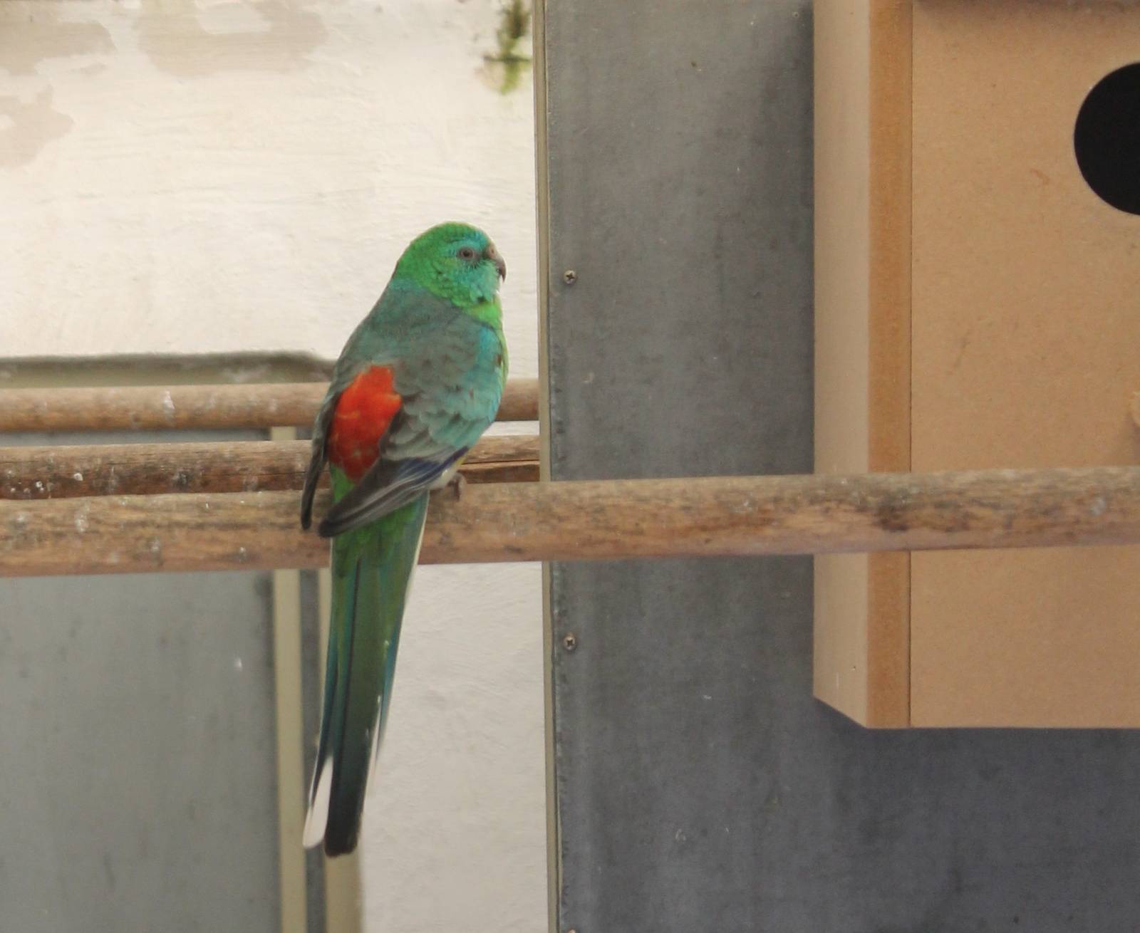 Red-rumped parakeet