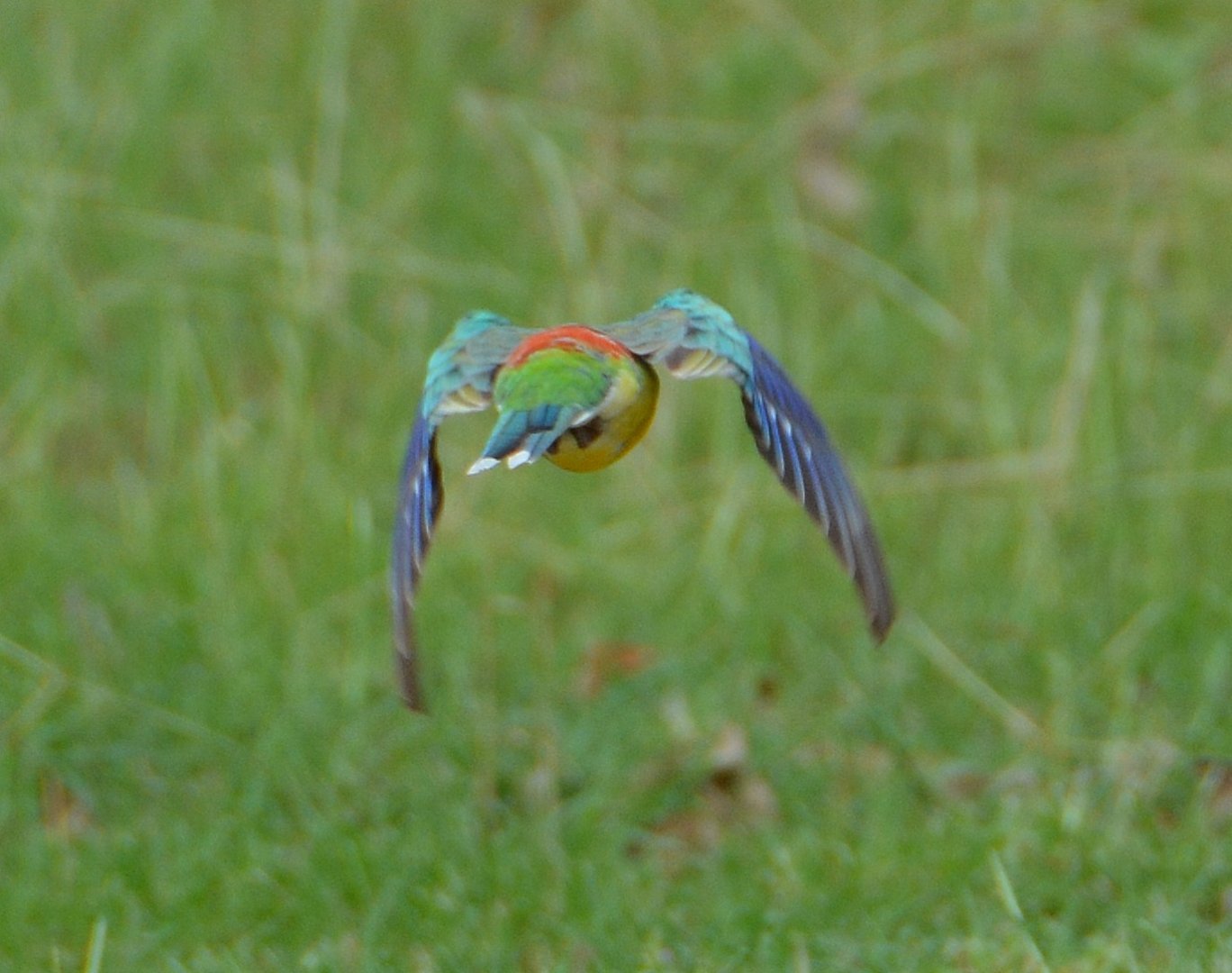 Red-rumped parrot 2