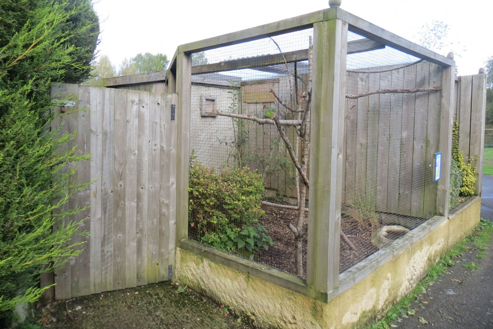Red-rumped parrot aviary 081019