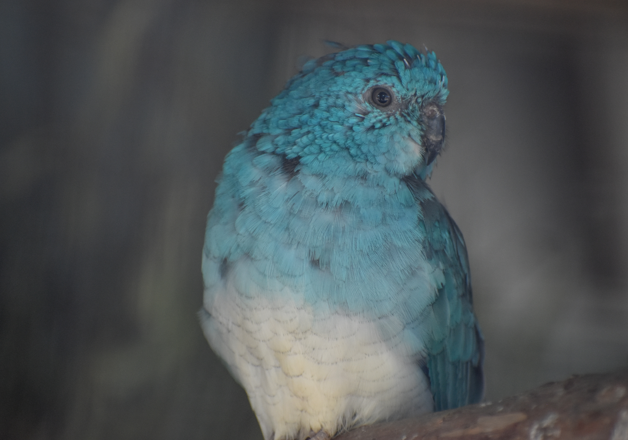 Red-rumped Parrot - blue mutation