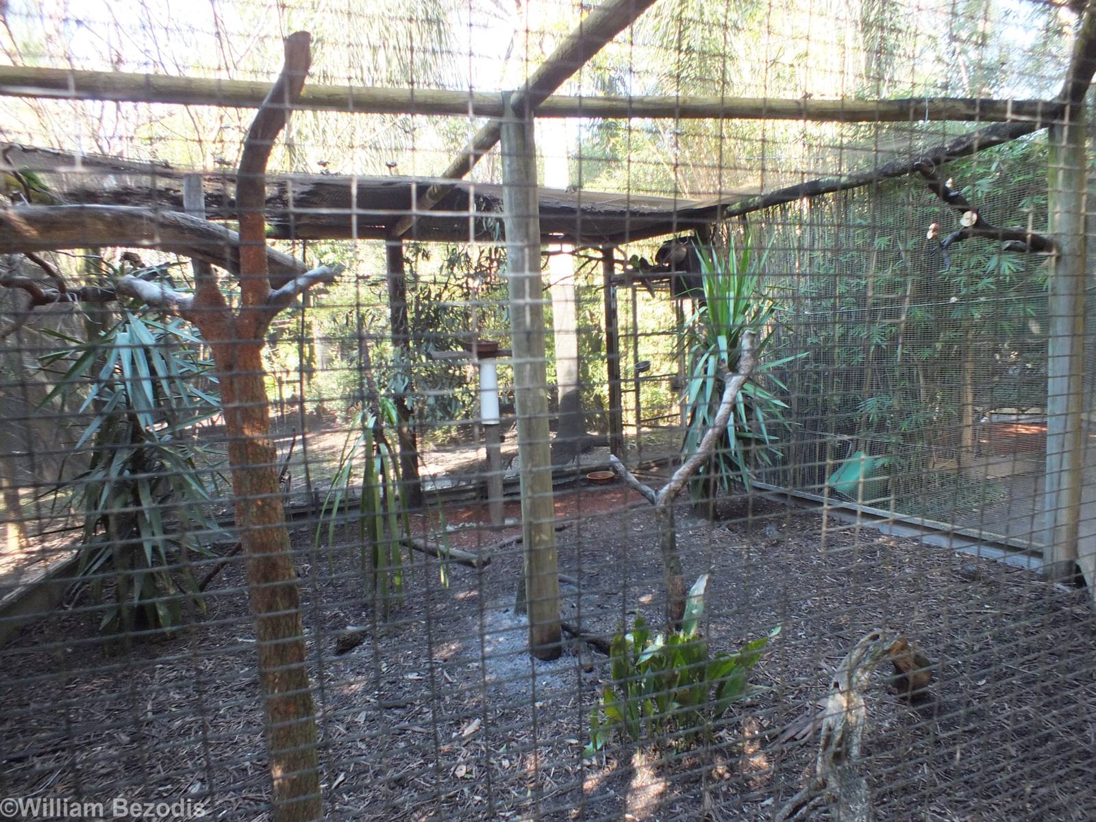 Red-rumped Parrot, Buff-banded Rail, and Scaly-breasted Lorikeet Enclosure