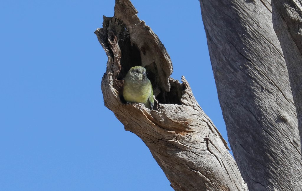 Red-rumped Parrot female