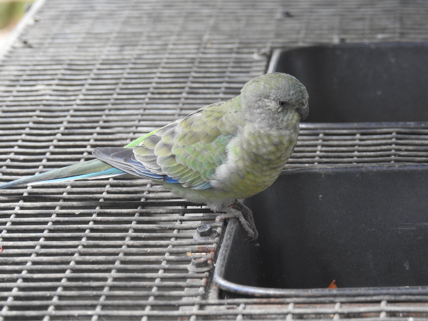 Red-Rumped Parrot (female)
