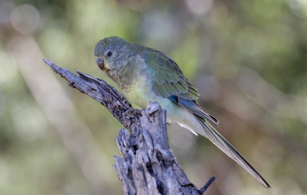 Red-rumped Parrot hen