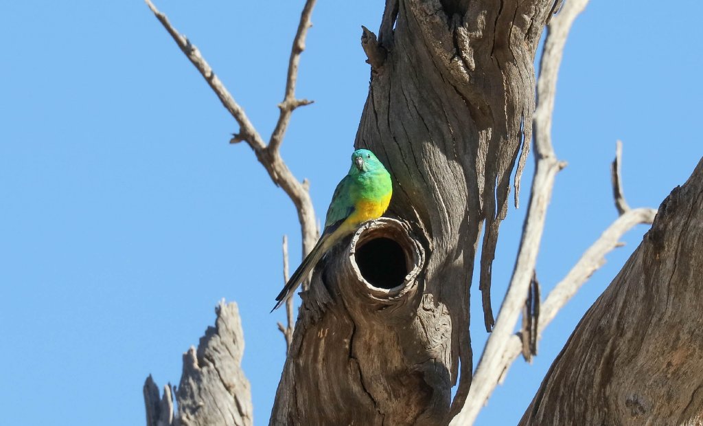 Red-rumped Parrot male
