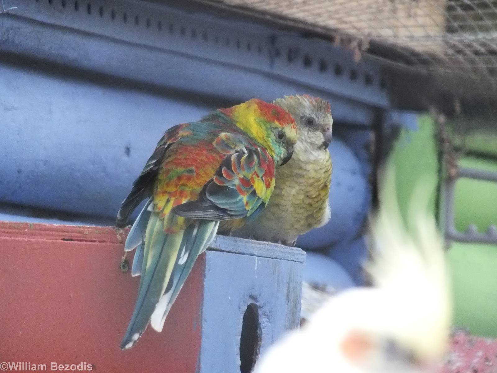 Red-Rumped Parrot Mutation