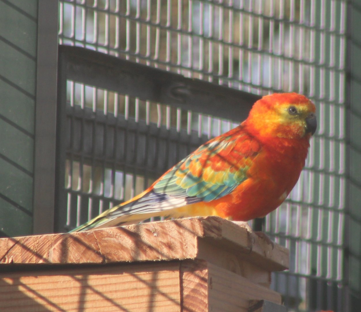 Red-rumped parrot - mutation