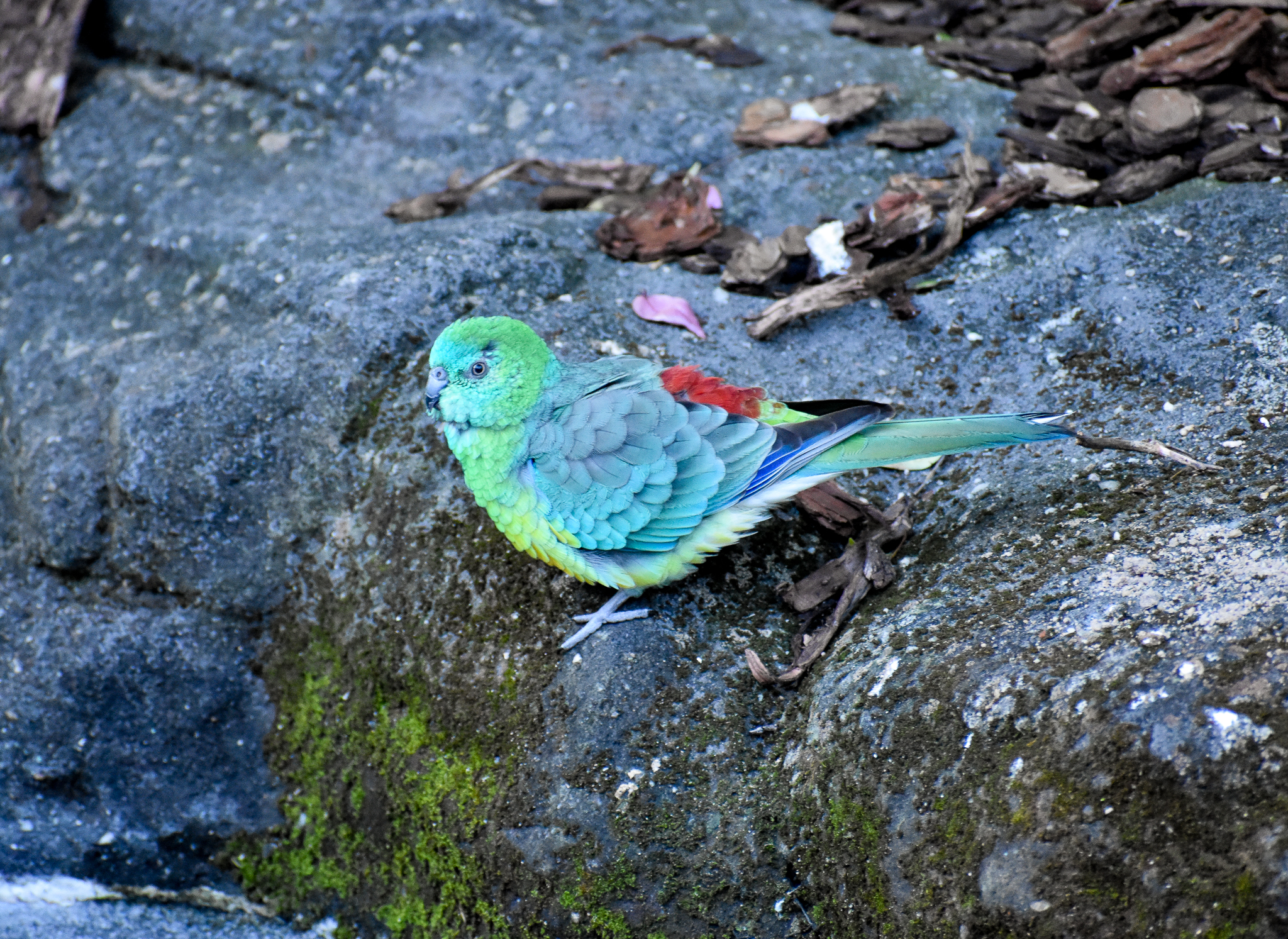 Red-rumped Parrot - new species