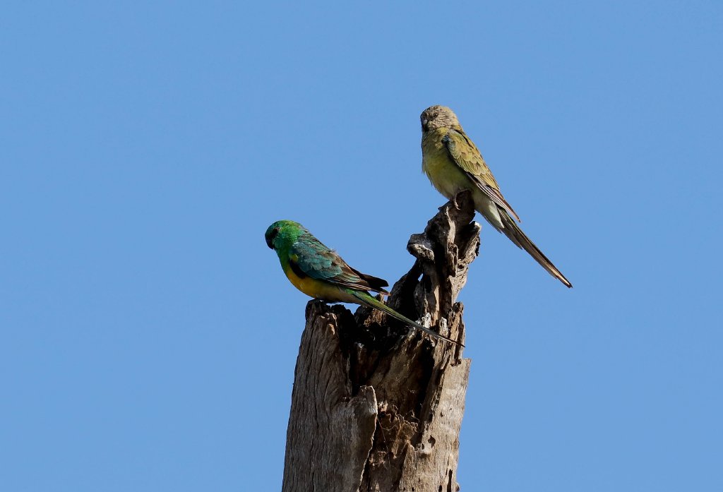 Red-rumped Parrot pair