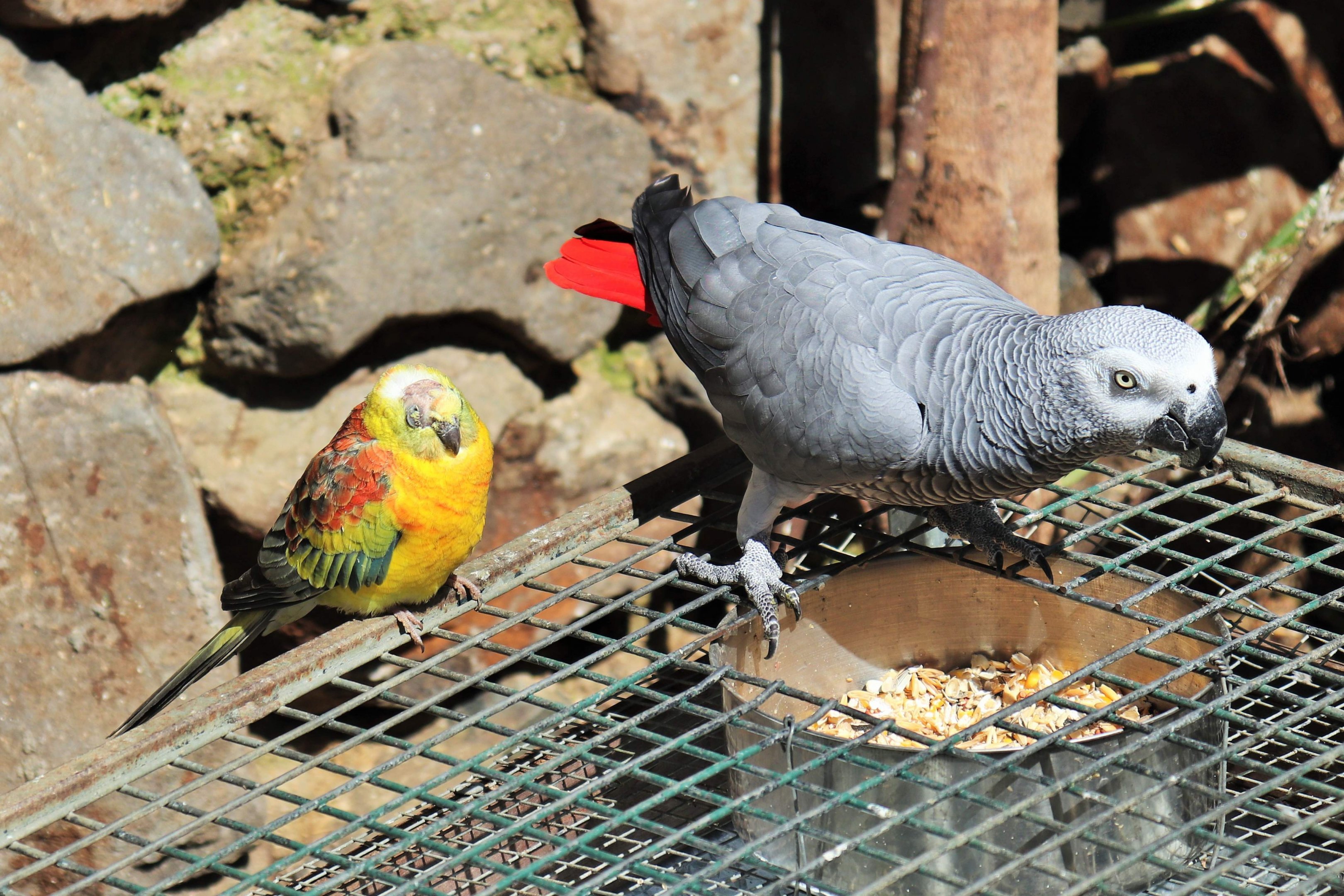 Red-rumped Parrot (Psephotus haematonotus) - Opaline Mutation  and African Grey Parrot (Psittacus erithacus)