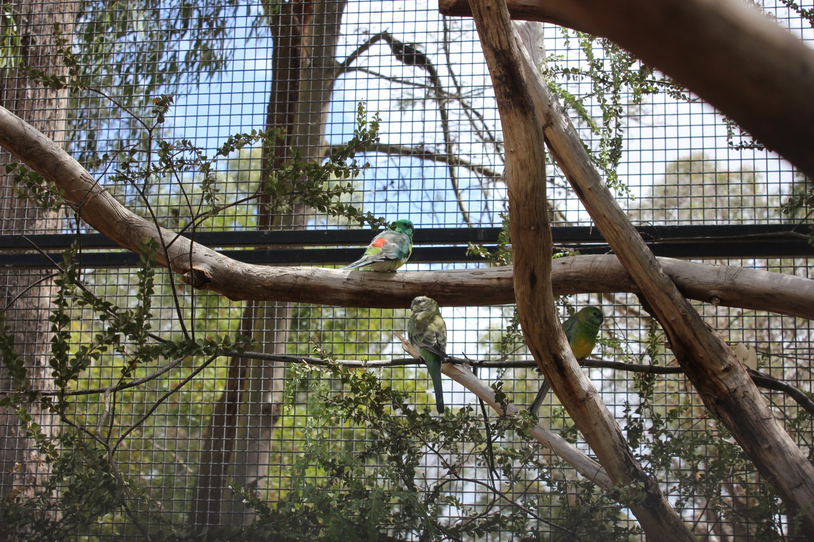 Red-rumped Parrot (Psephotus haematonotus)