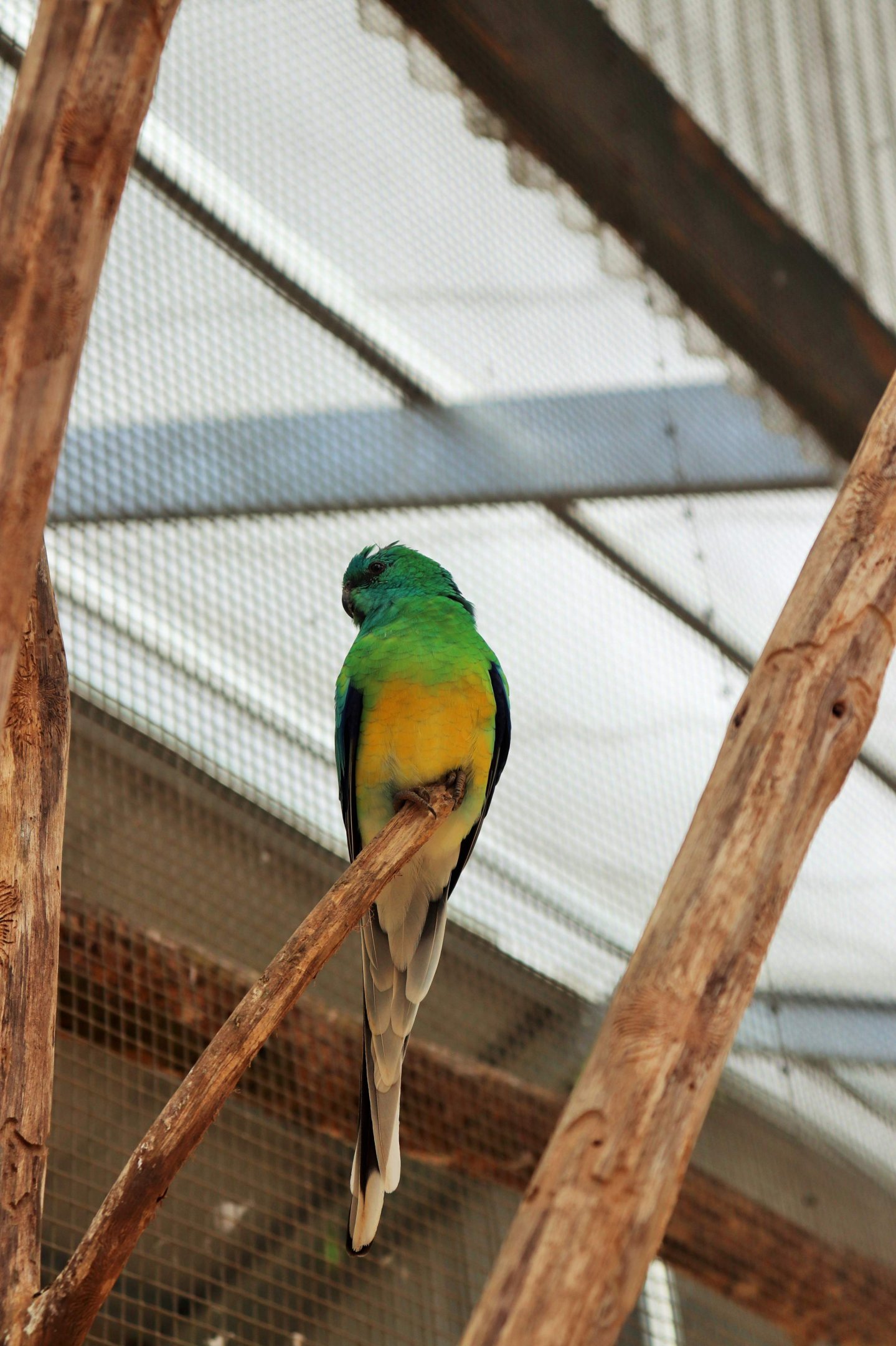 Red-rumped Parrot (Psephotus haematonotus)