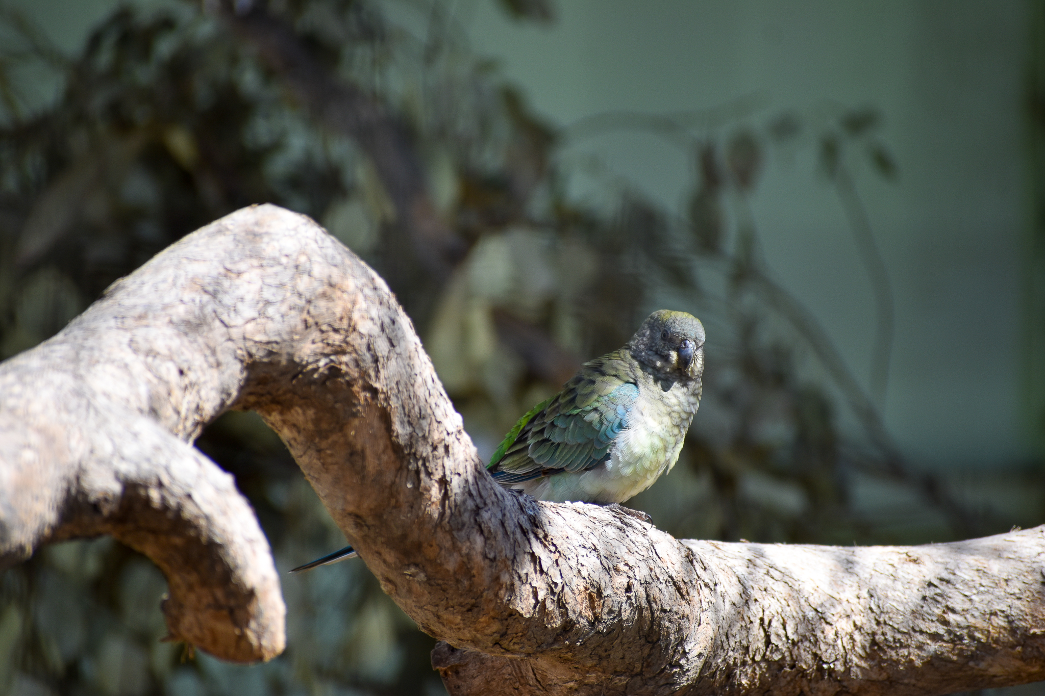 Red-rumped Parrot (Psephotus haematonotus)