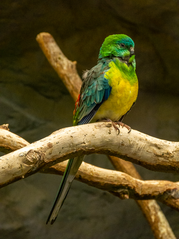 red-rumped parrot (Psephotus haematonotus)