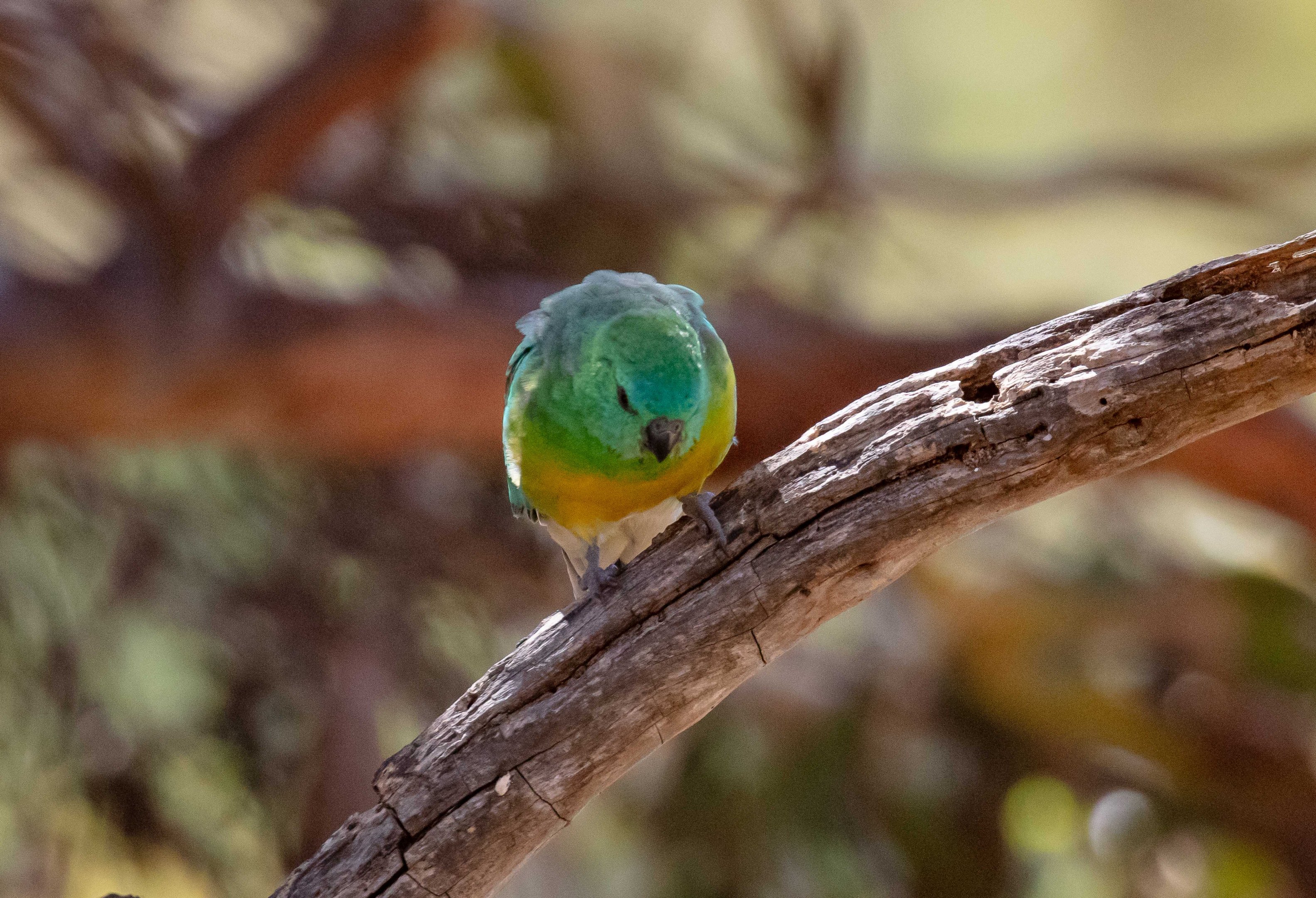 Red-rumped Parrot (wild bird)
