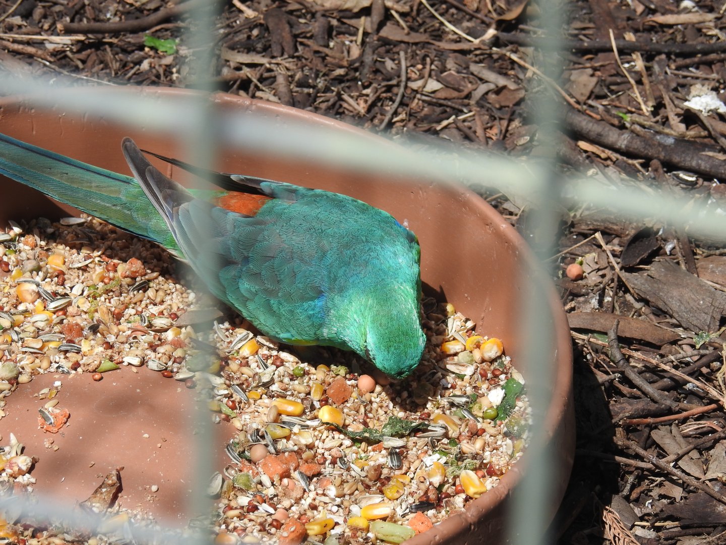 Red-Rumped Parrot (wild male)