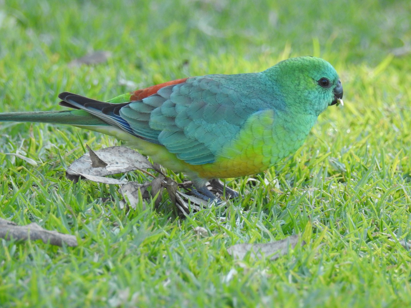 Red-Rumped Parrot (wild male)