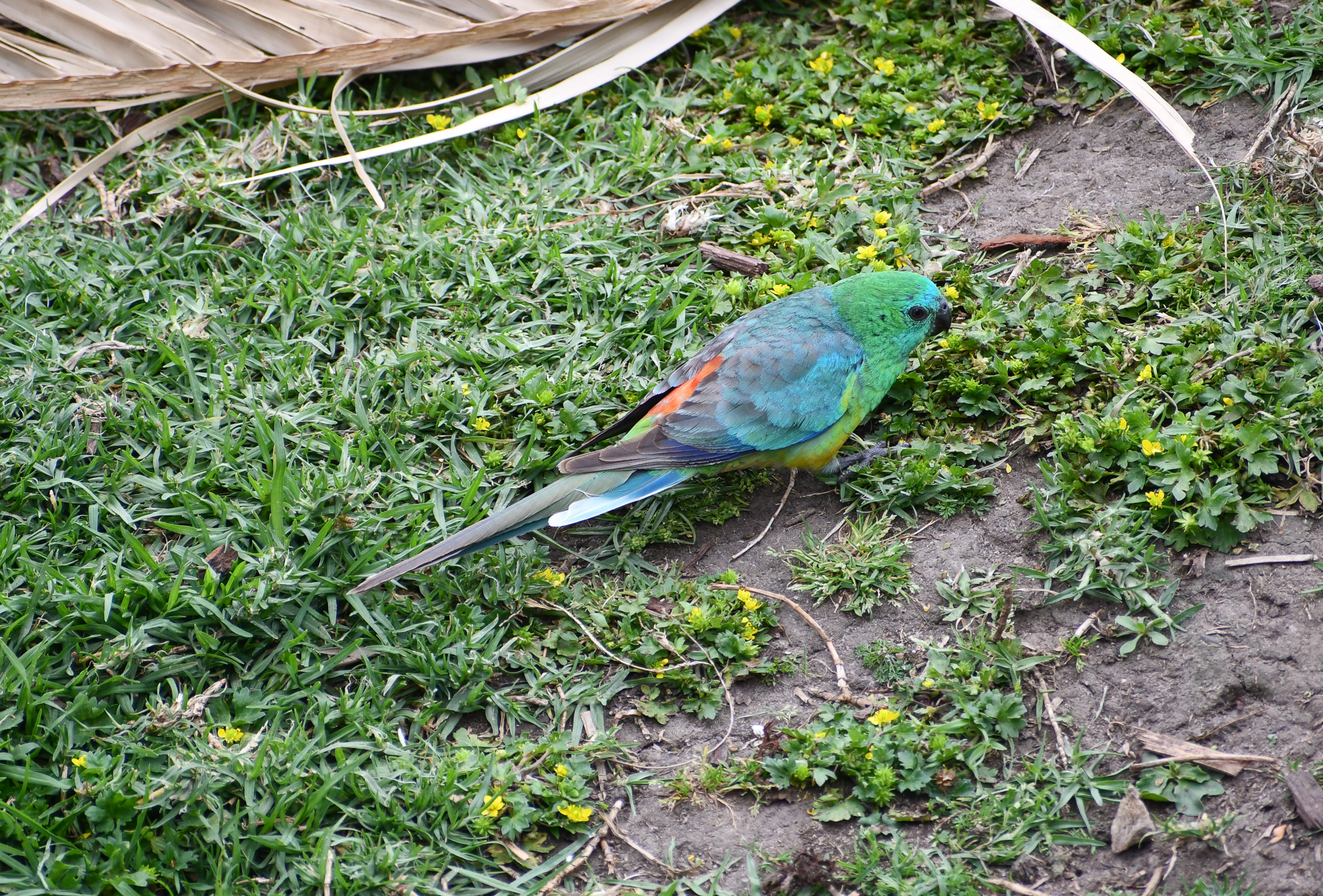 Red-rumped Parrot - wild