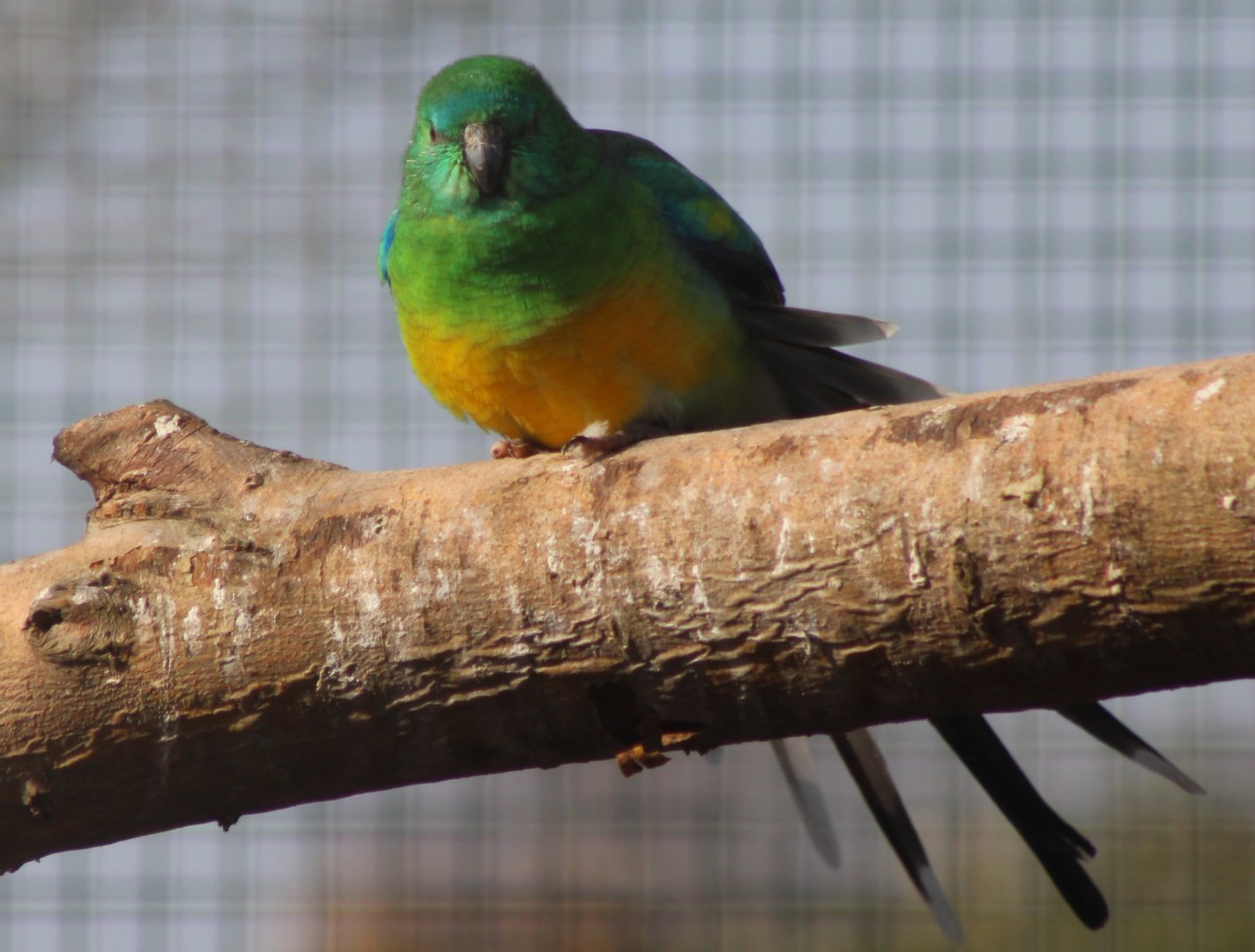 Red-rumped parrot