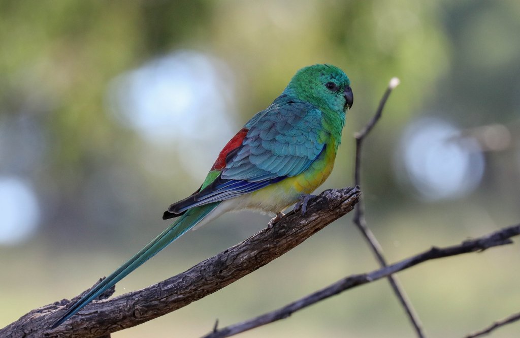 Red-rumped Parrot