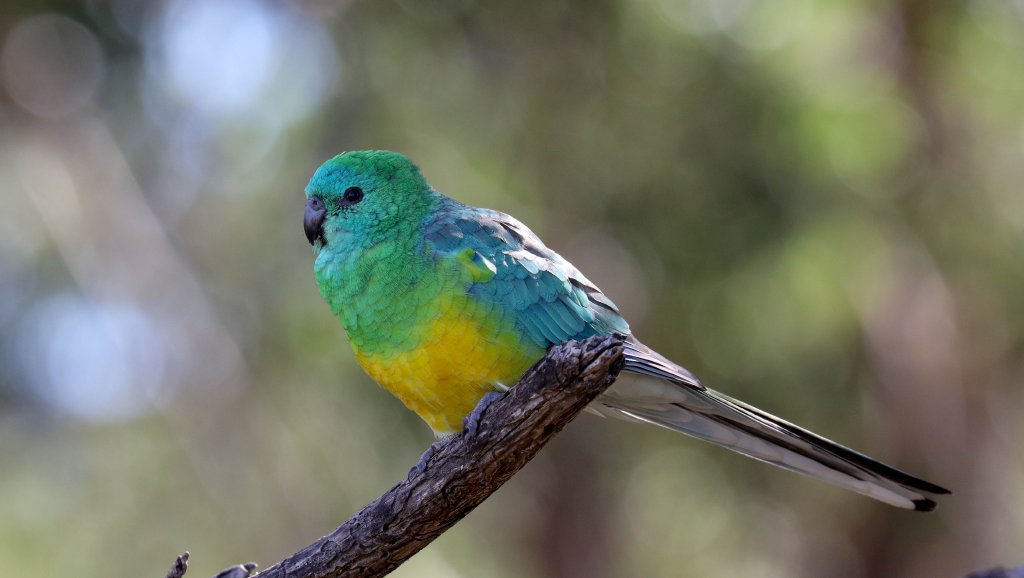 Red-rumped Parrot