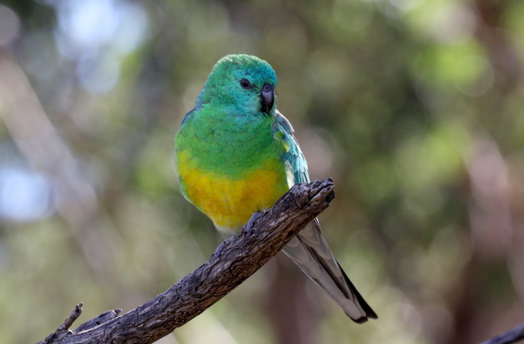 Red-rumped Parrot