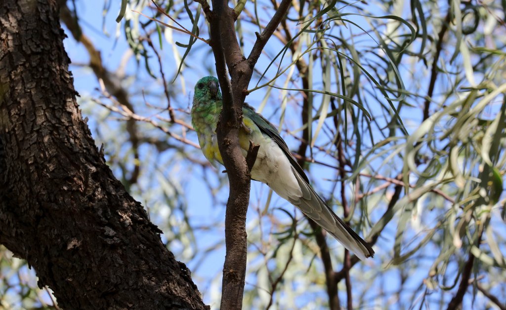 Red-rumped Parrot