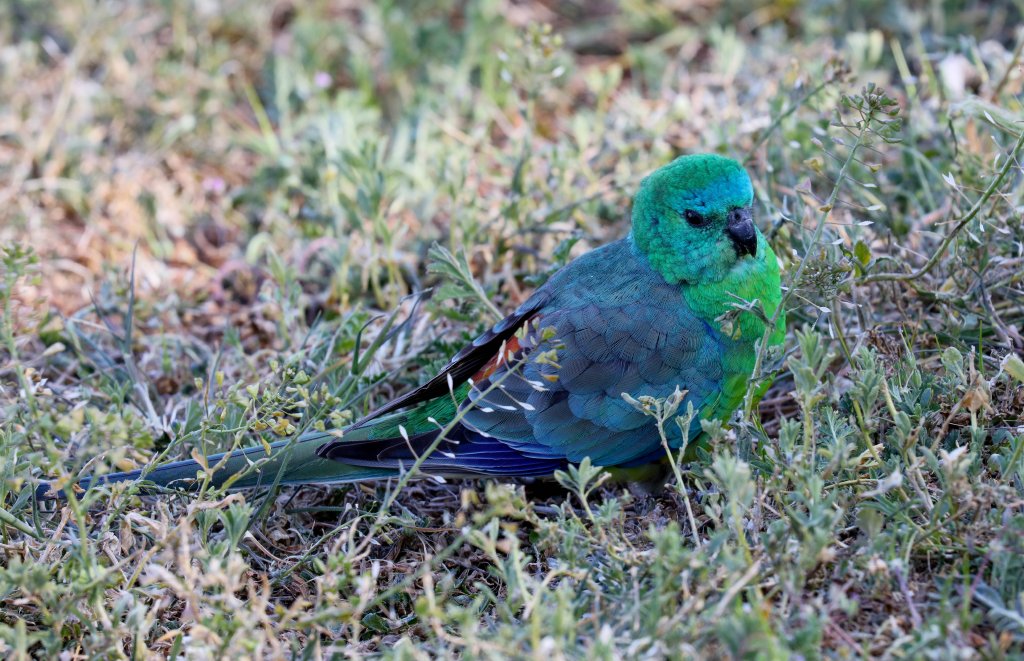 Red-rumped Parrot