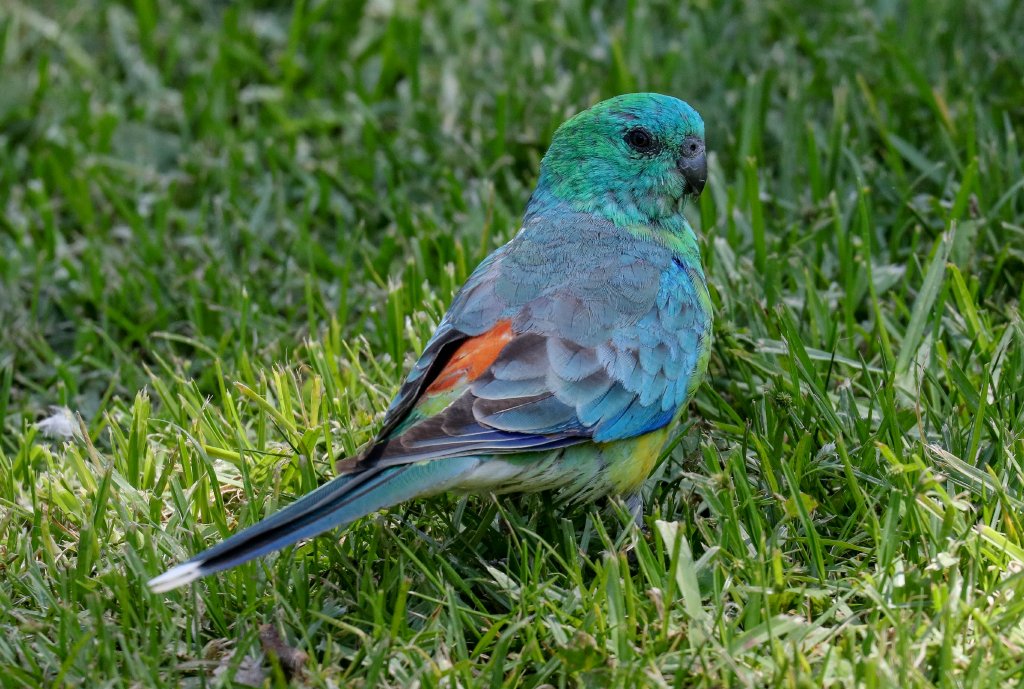 Red-rumped Parrot