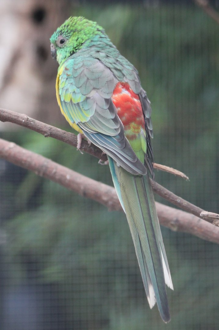 Red-rumped parrot